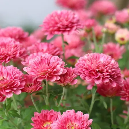 Casa De Appartement Sintra